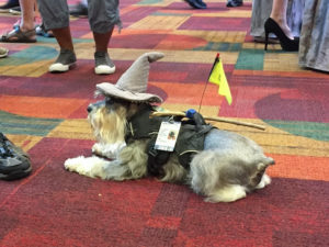 Dog in Gandalf cosplay.